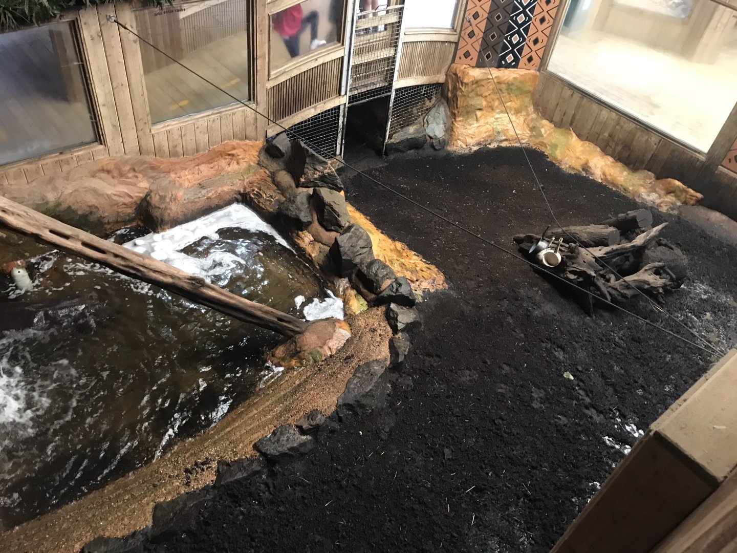 Kingdom of the Wild - Pygmy hippopotamus indoors 050819