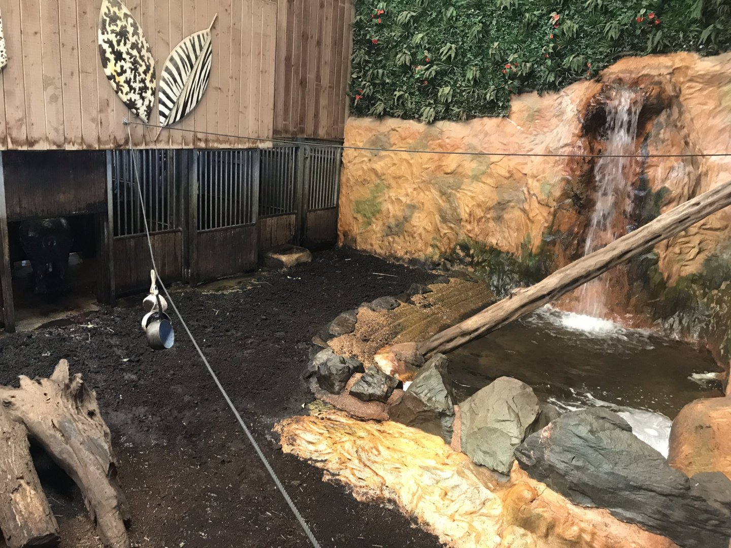 Kingdom of the Wild - Pygmy hippopotamus indoors 050819
