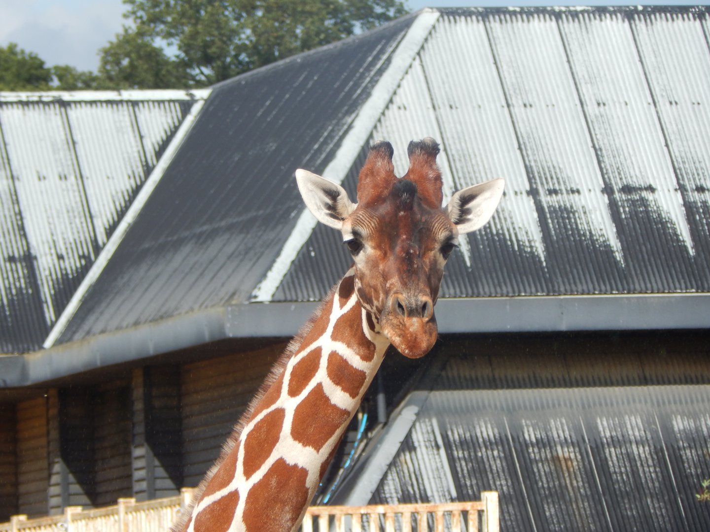 Kingdom of the Wild - Reticulated giraffe 110925