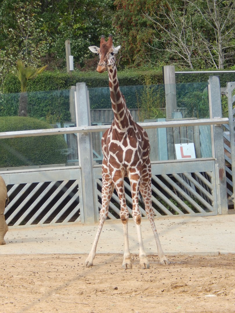 Kingdom of the Wild - Reticulated giraffe 110925