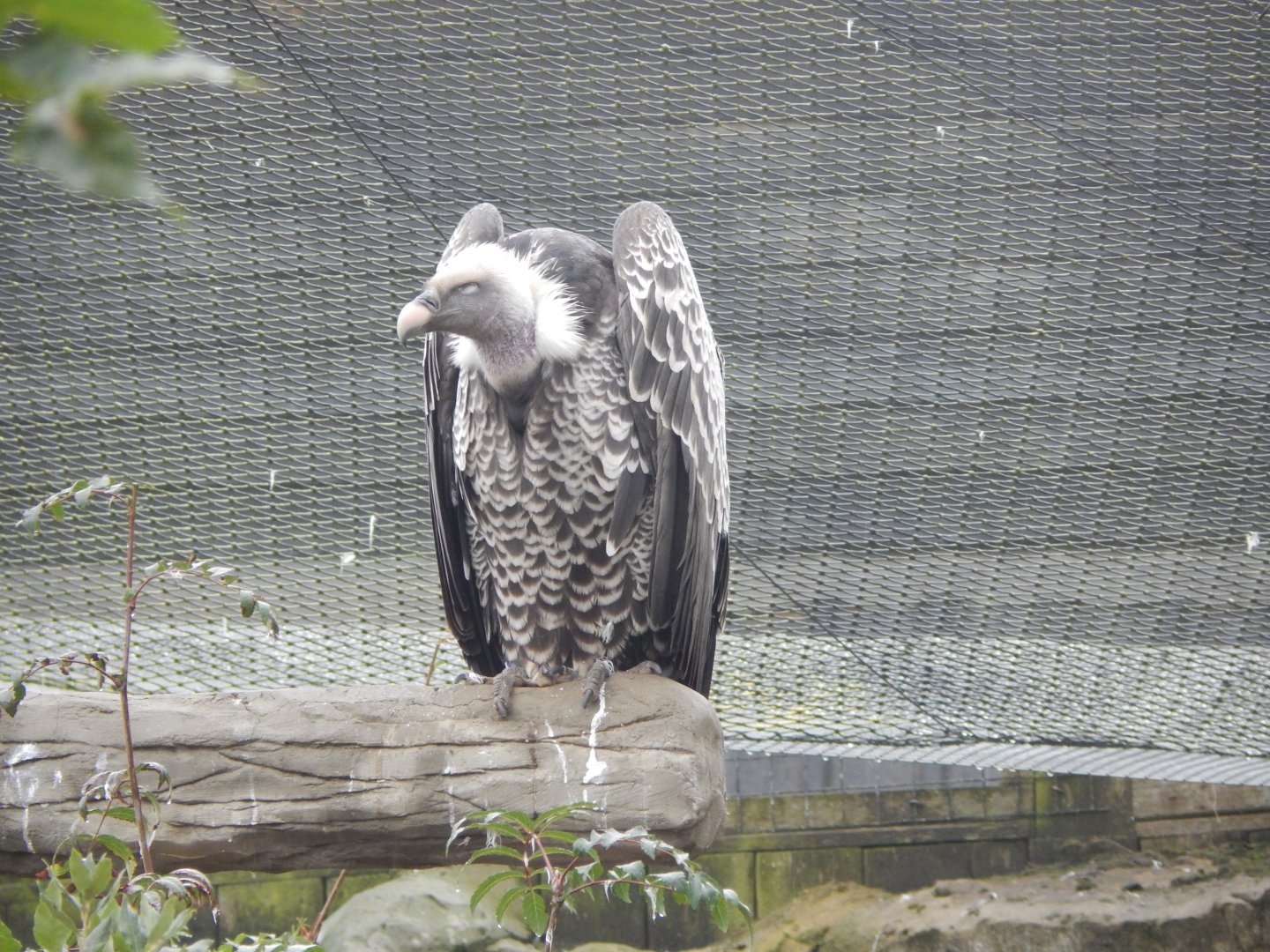 Kingdom of the Wild - Rueppell's vulture 140921