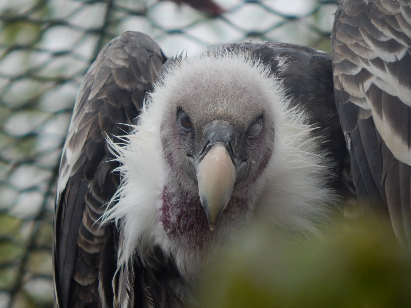 Kingdom of the Wild - Rueppell's vulture 140921