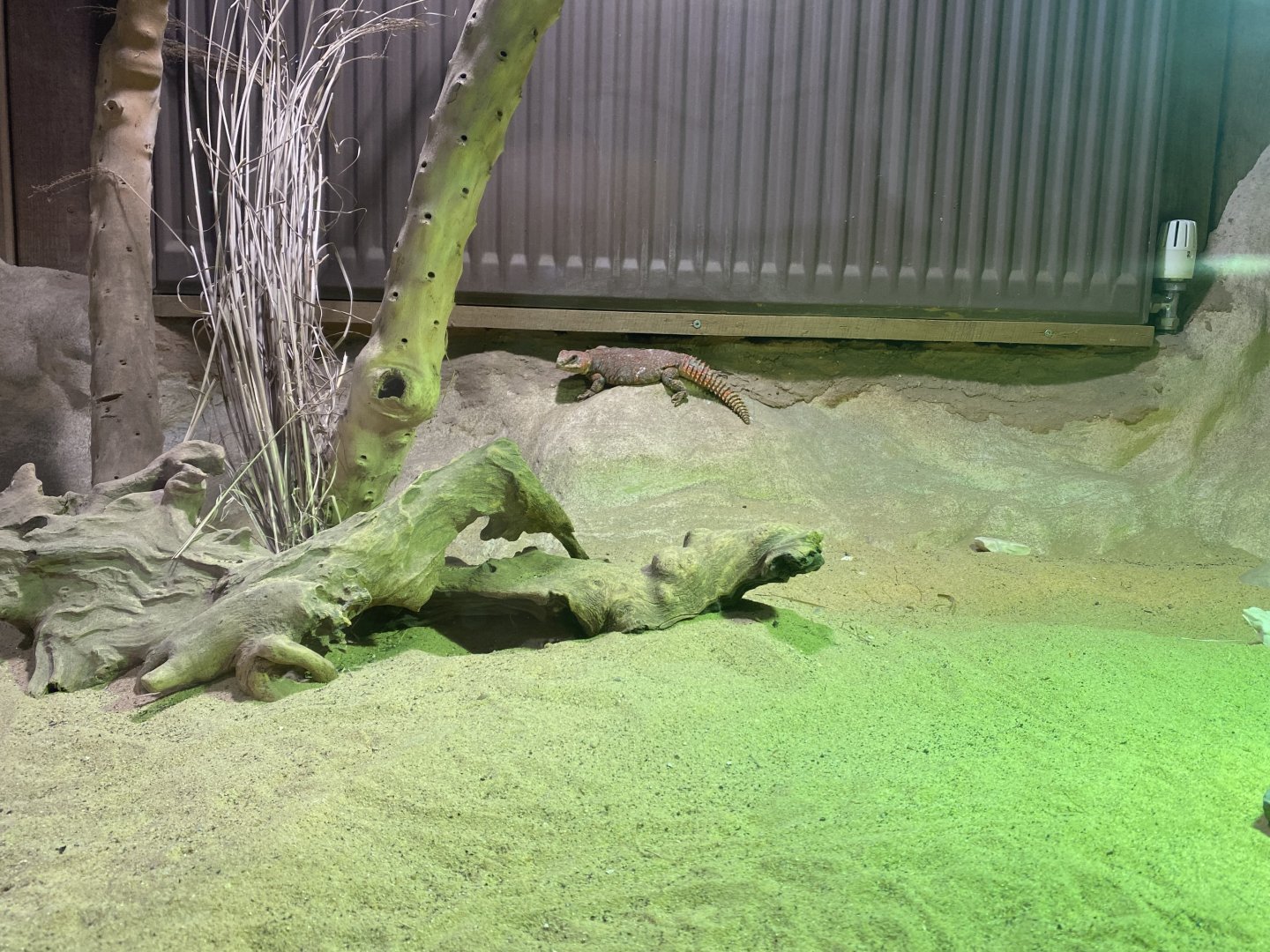 Kingdom of the Wild - Sahara mastigure 140921