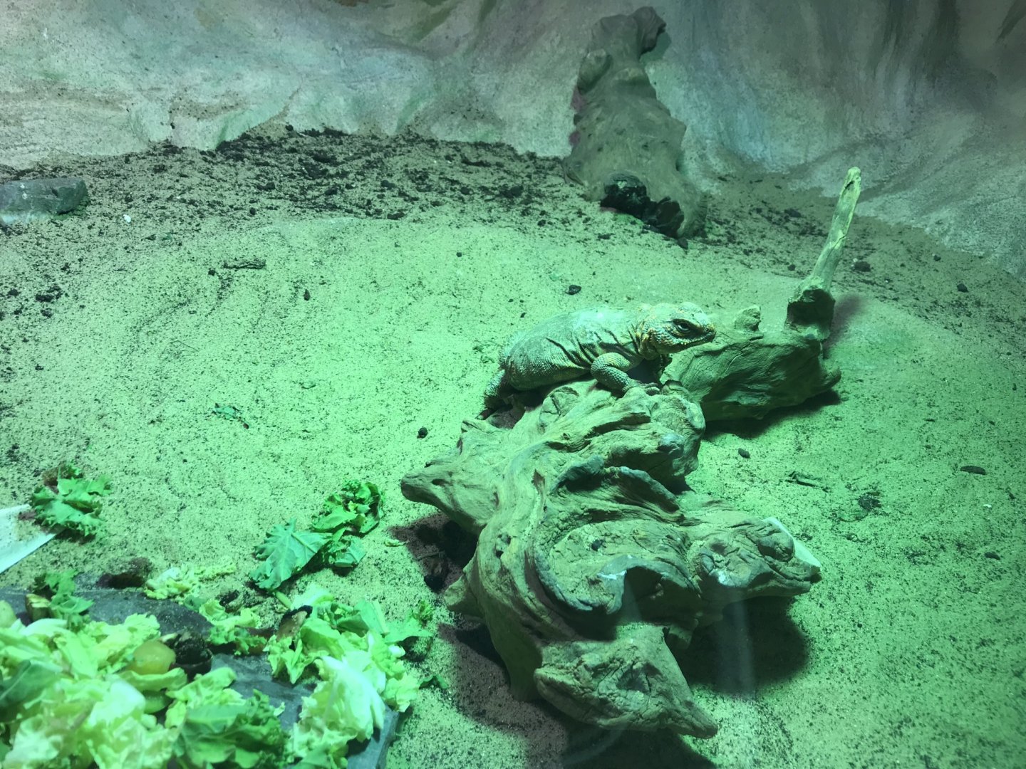 Kingdom of the Wild - Sahara spiny-tailed lizard 050819