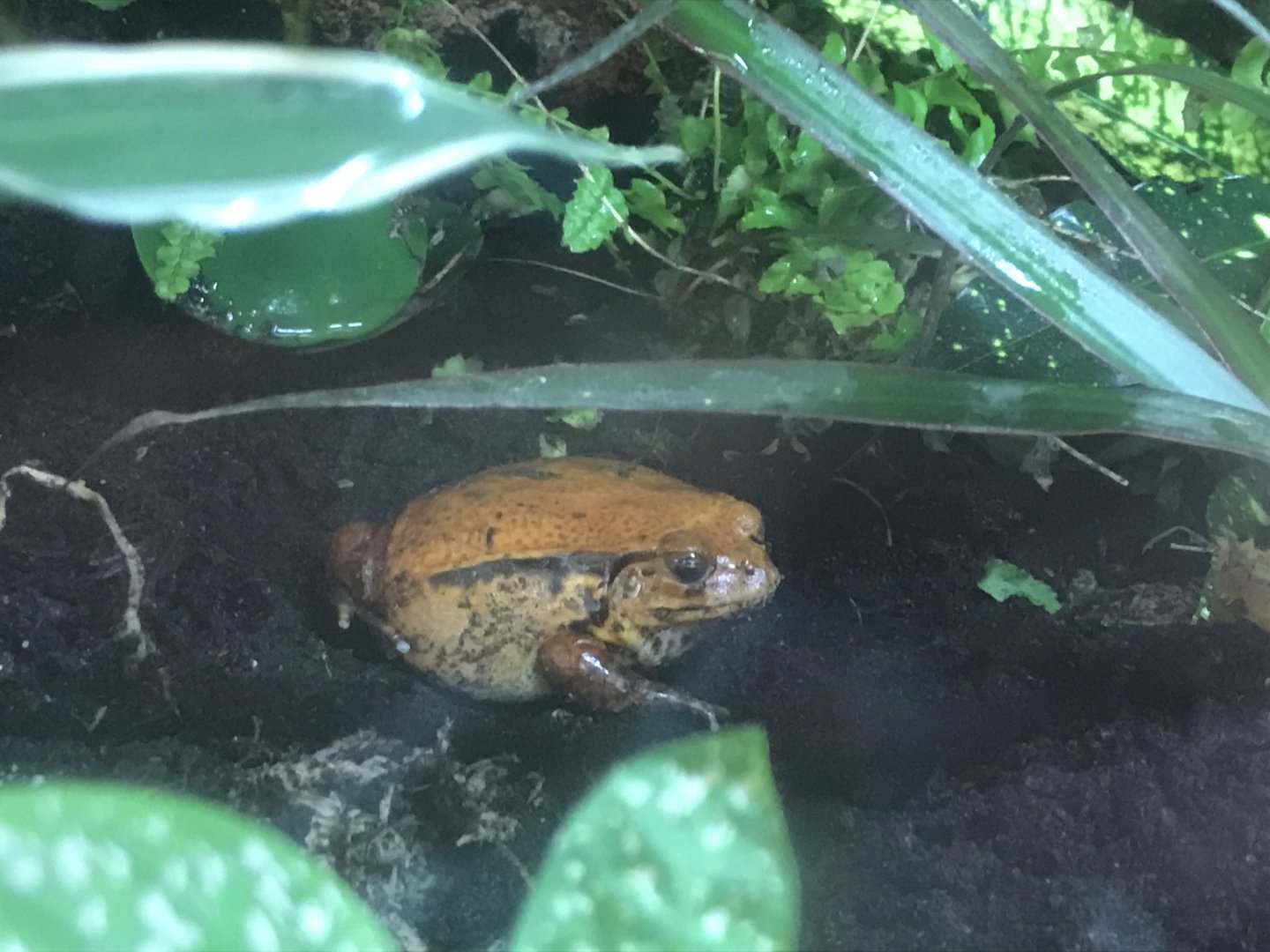 Kingdom of the Wild - Sambava tomato frog 050819