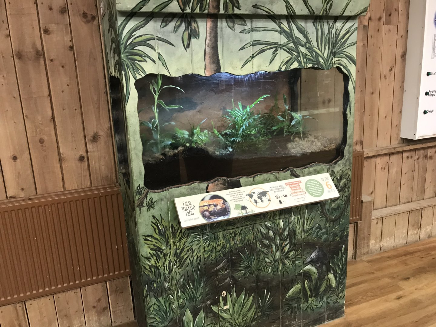 Kingdom of the Wild - Sambava tomato frog exhibit 050819