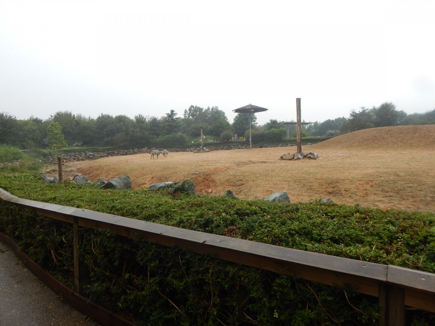 Kingdom of the Wild - Savannah exhibit 140921