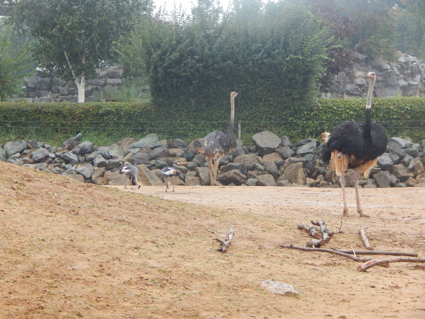 Kingdom of the Wild - Savannah exhibit 140921