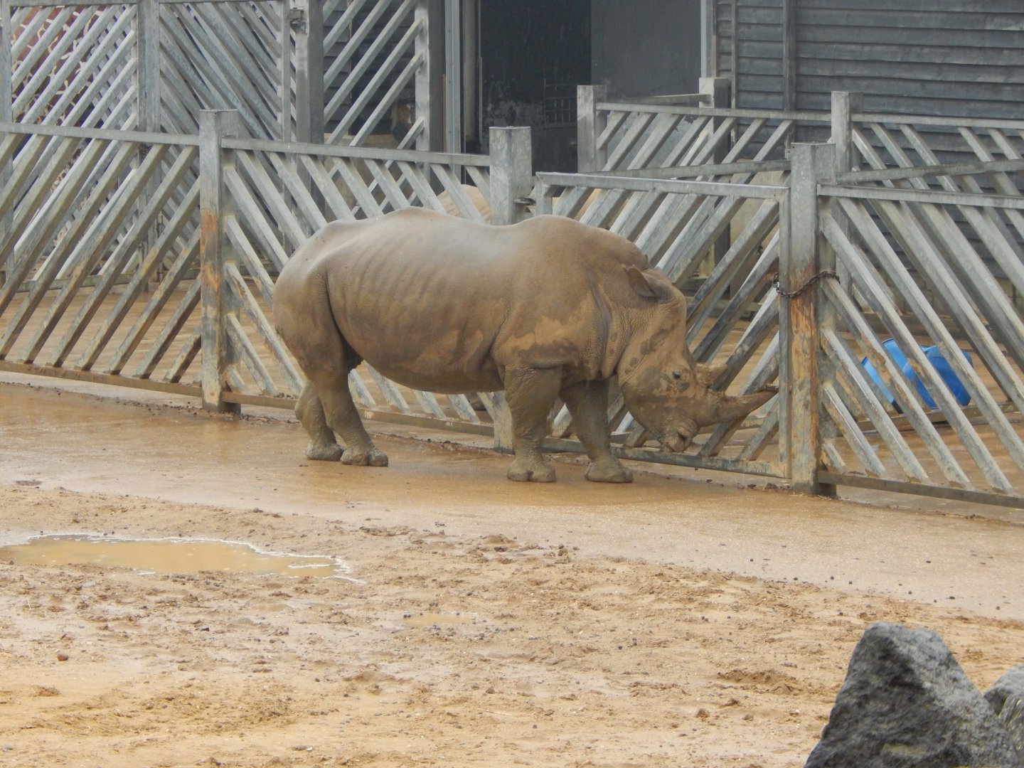 Kingdom of the Wild - Southern white rhinoceros 140921
