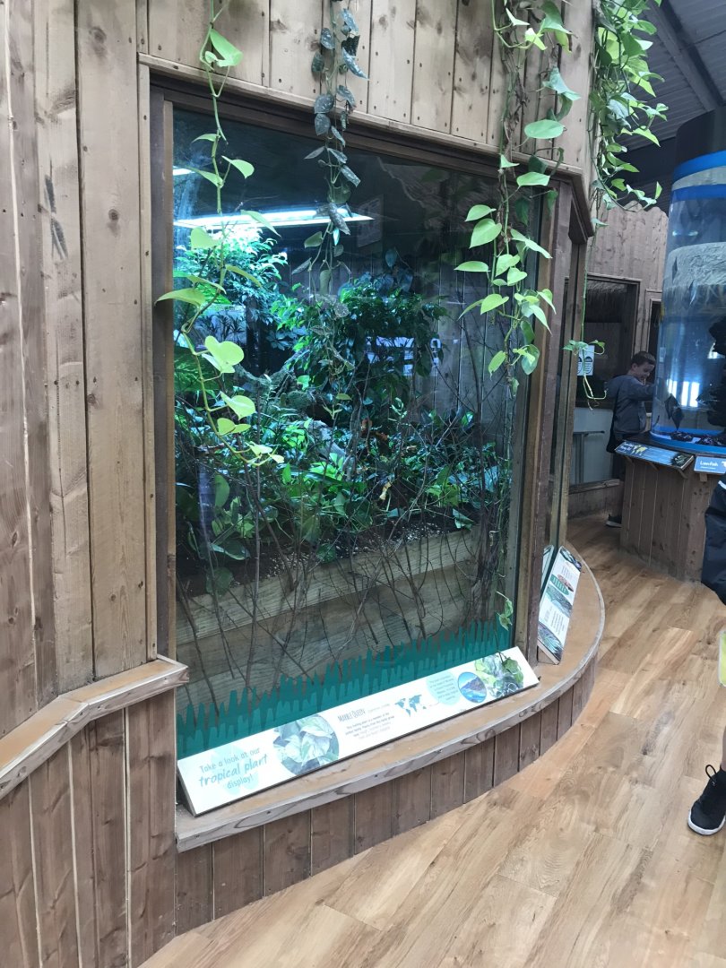 Kingdom of the Wild - tropical plant display 050819