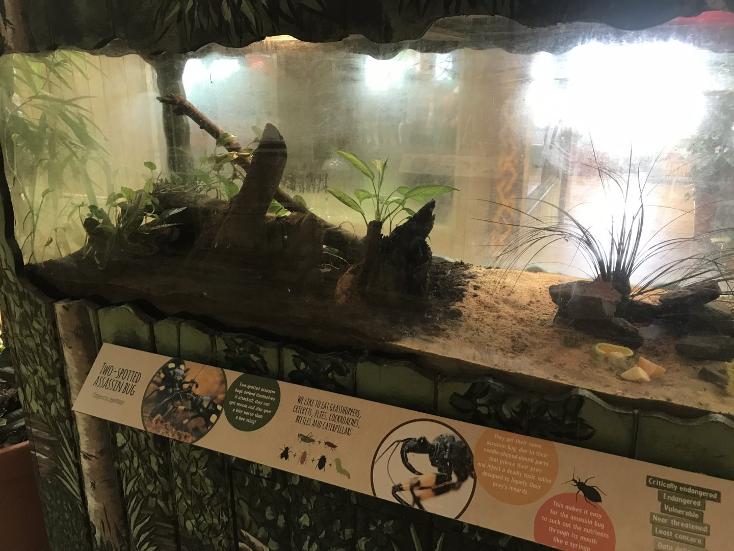 Kingdom of the Wild - Two-Spotted assassin bug exhibit 050819