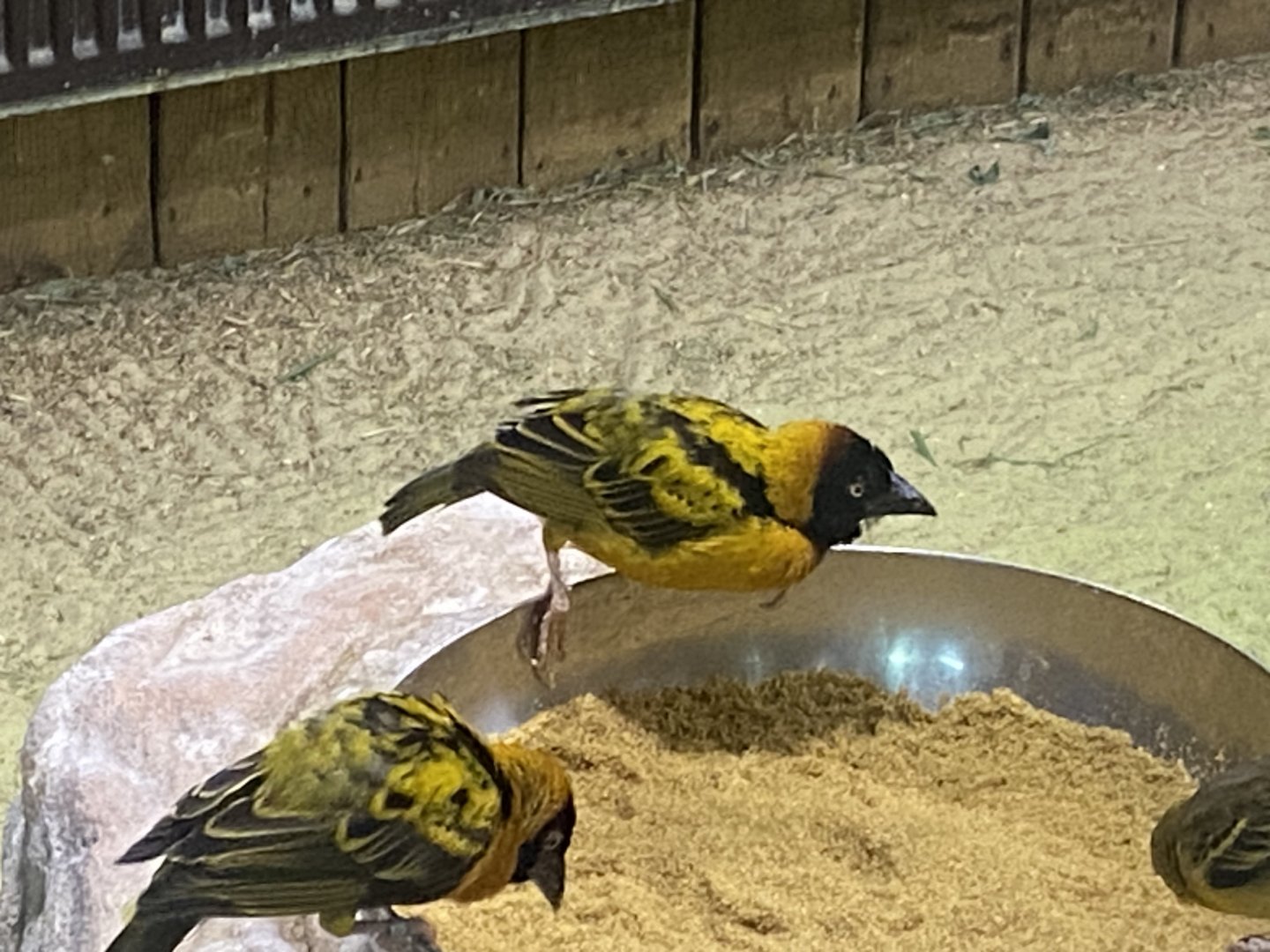 Kingdom of the Wild - Ugandan village weavers 110925