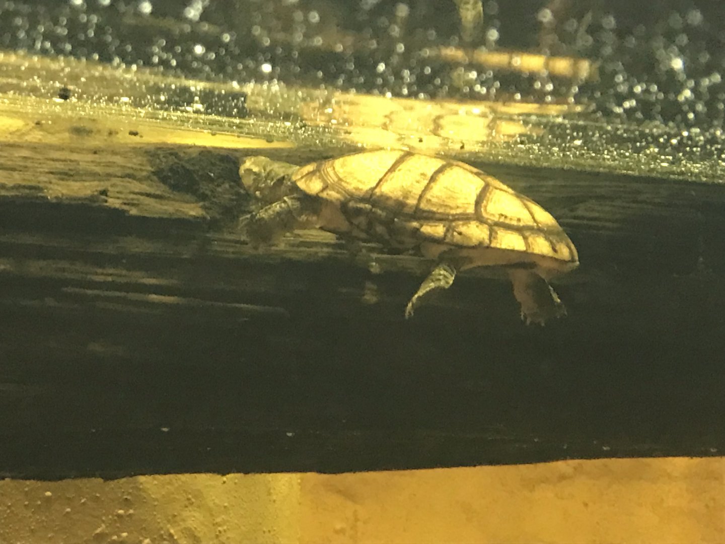 Kingdom of the Wild - West African mud turtle 050819