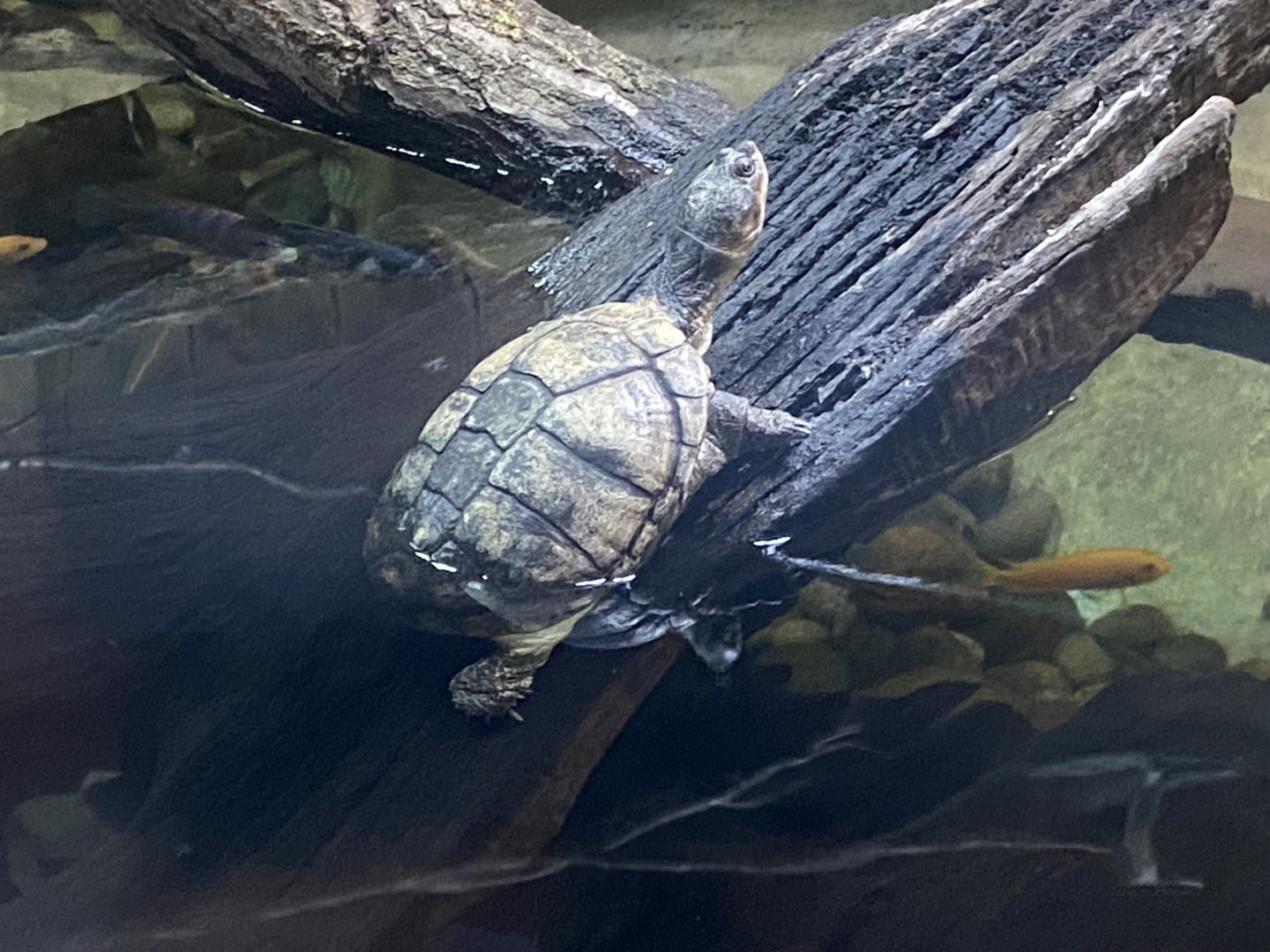 Kingdom of the Wild - West African mud turtle 110925