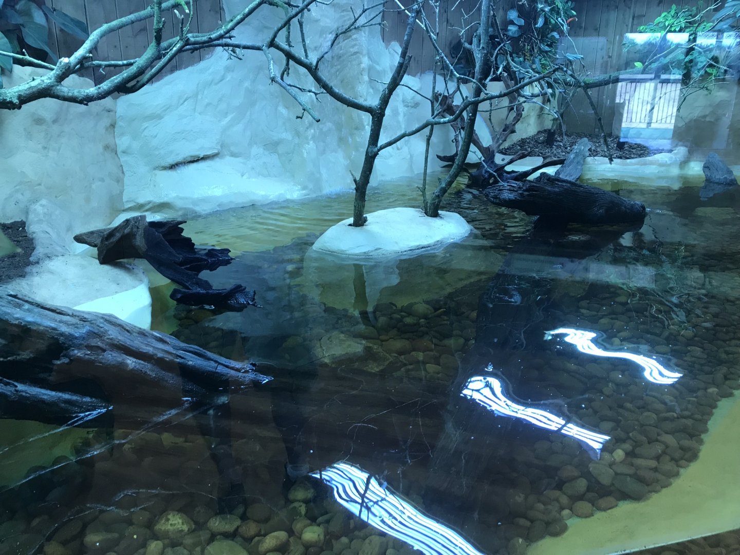Kingdom of the Wild - West African mud turtle exhibit 050819