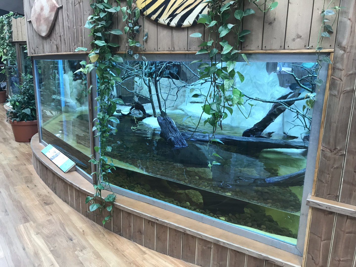 Kingdom of the Wild - West African mud turtle exhibit 050819