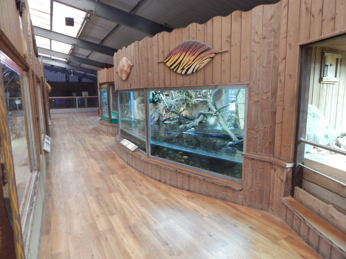 Kingdom of the Wild - West African mud turtle exhibit 110925