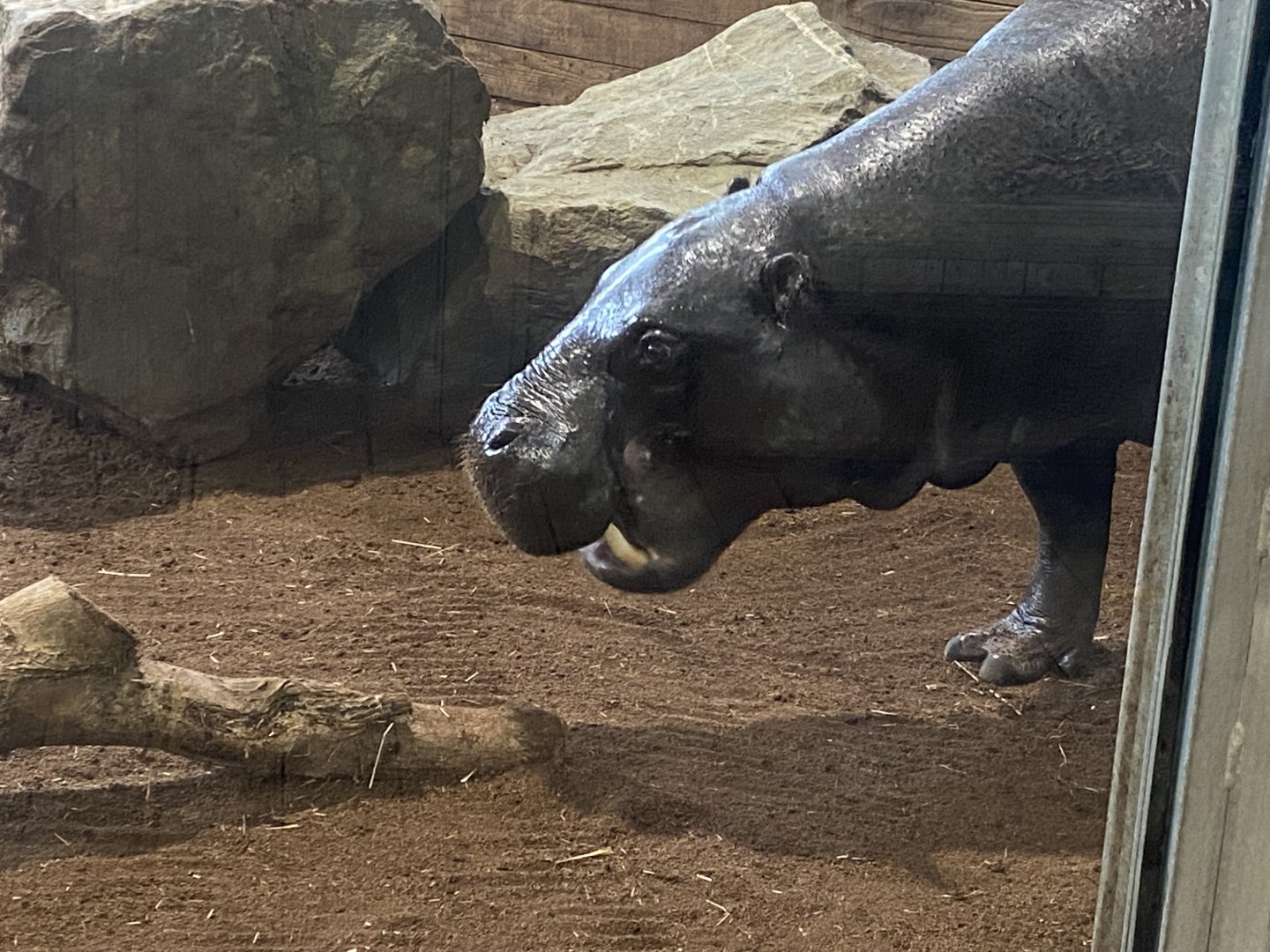 Kingdom of the Wild - Western pygmy hippopotamus 110925