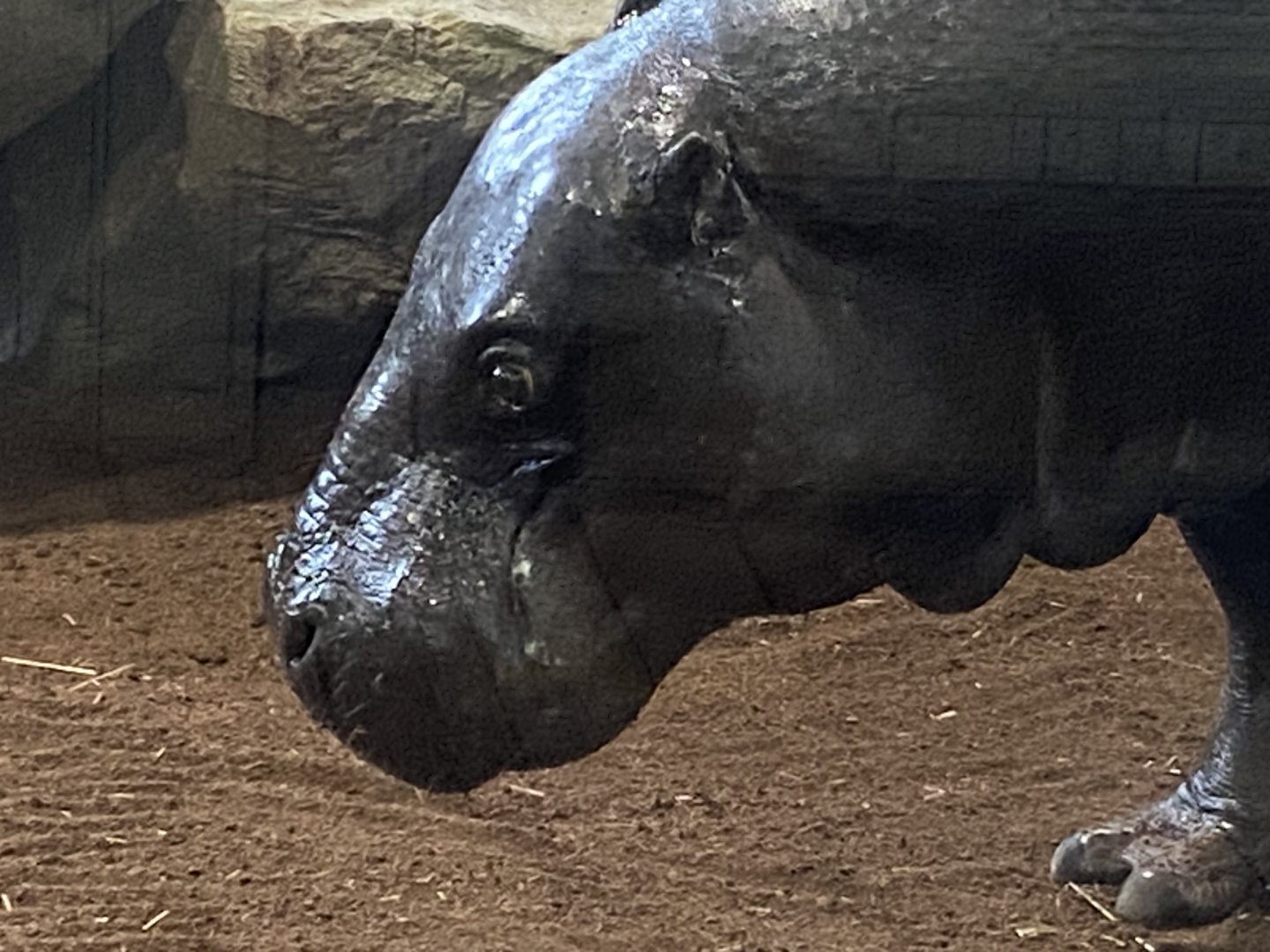 Kingdom of the Wild - Western pygmy hippopotamus 110925