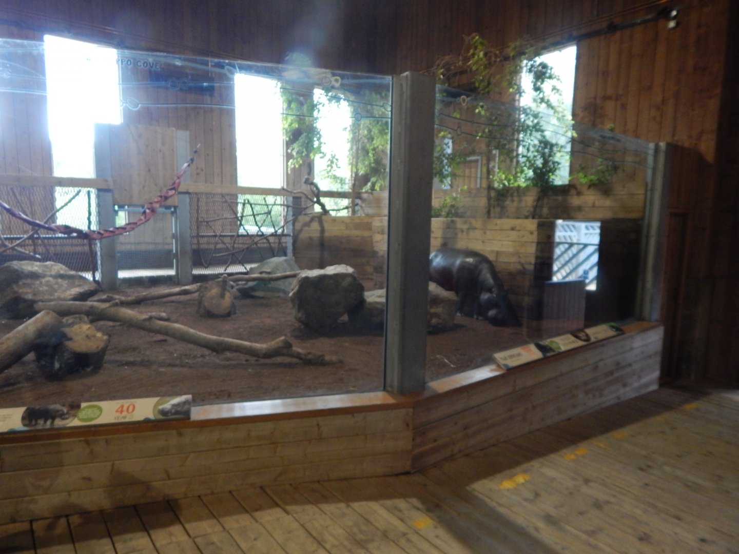 Kingdom of the Wild - Western pygmy hippopotamus enclosure 110925