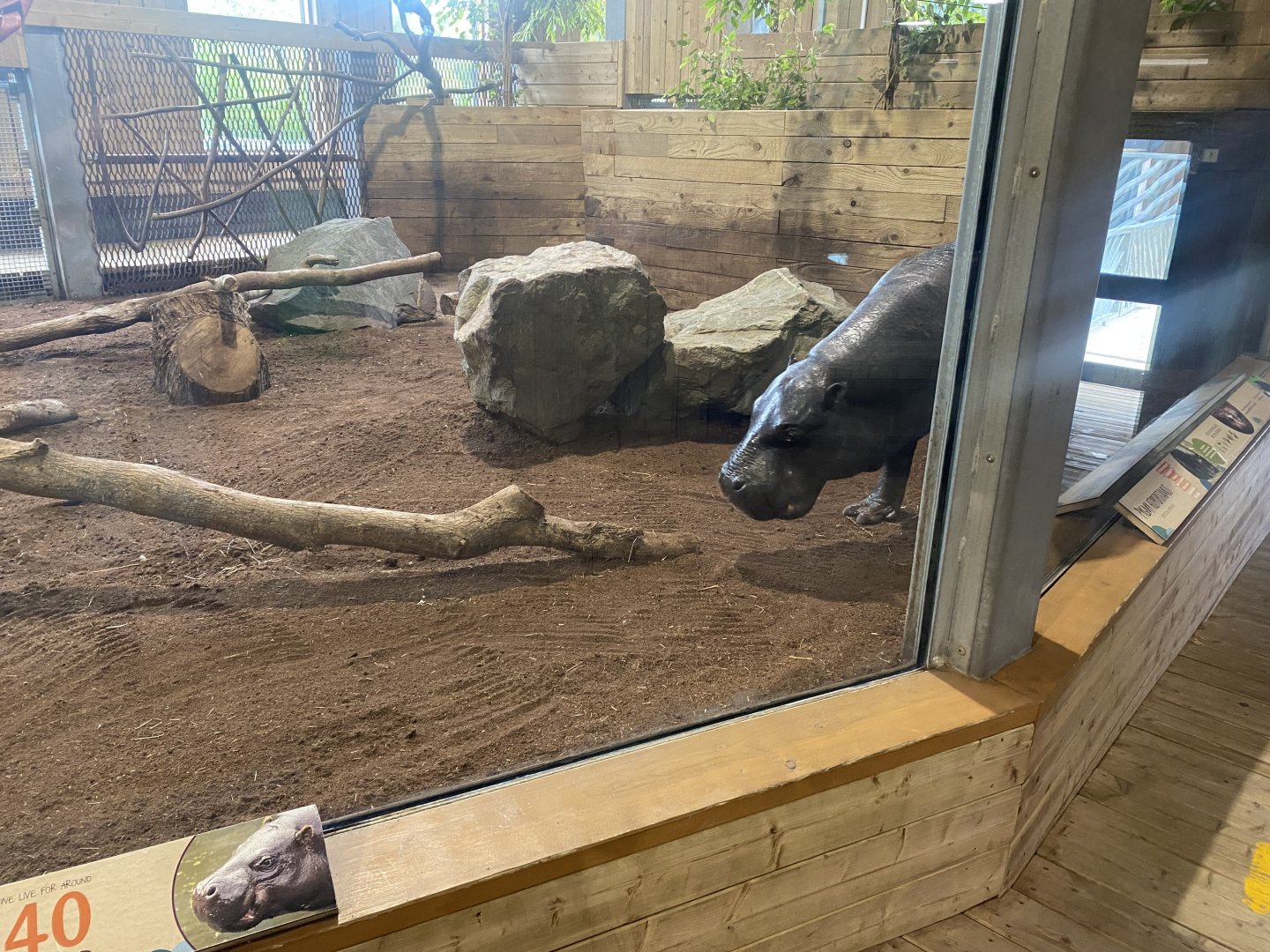 Kingdom of the Wild - Western pygmy hippopotamus enclosure 110925