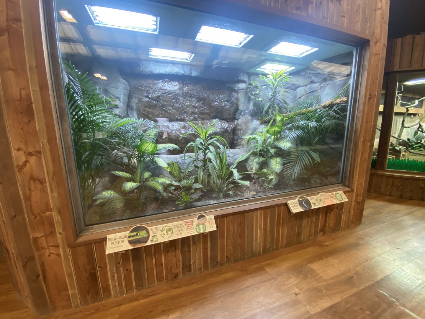 Kingdom of the Wild - Yellow-headed day gecko and Blue-legged mantella exhibit 140921