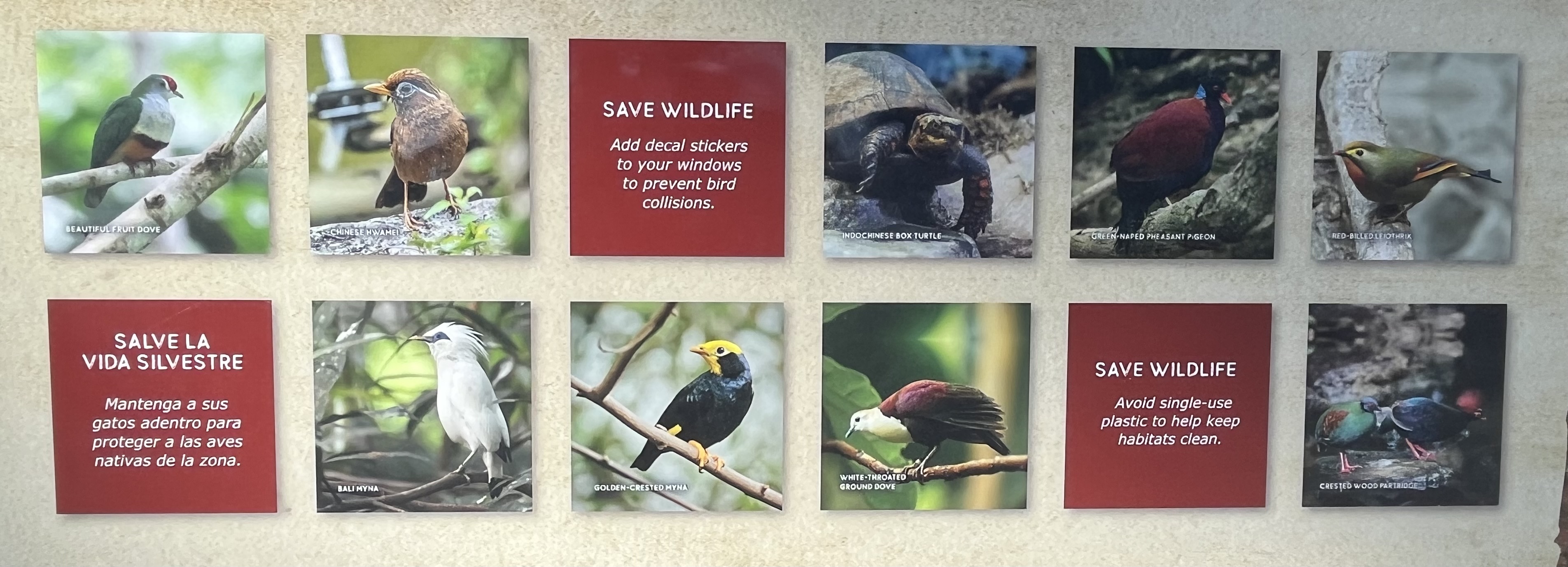 Kingdoms of Asia Aviary - New in 2023