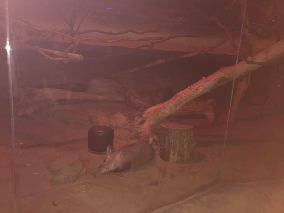 Kingdoms of the Night- Aardvark