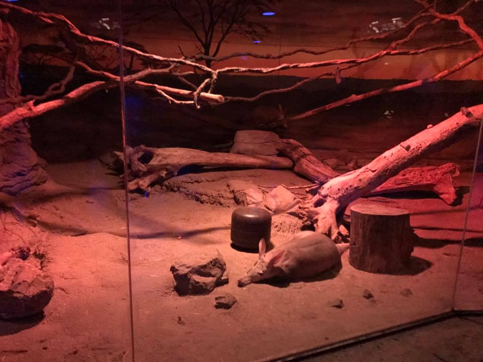 Kingdoms of the Night- Aardvark