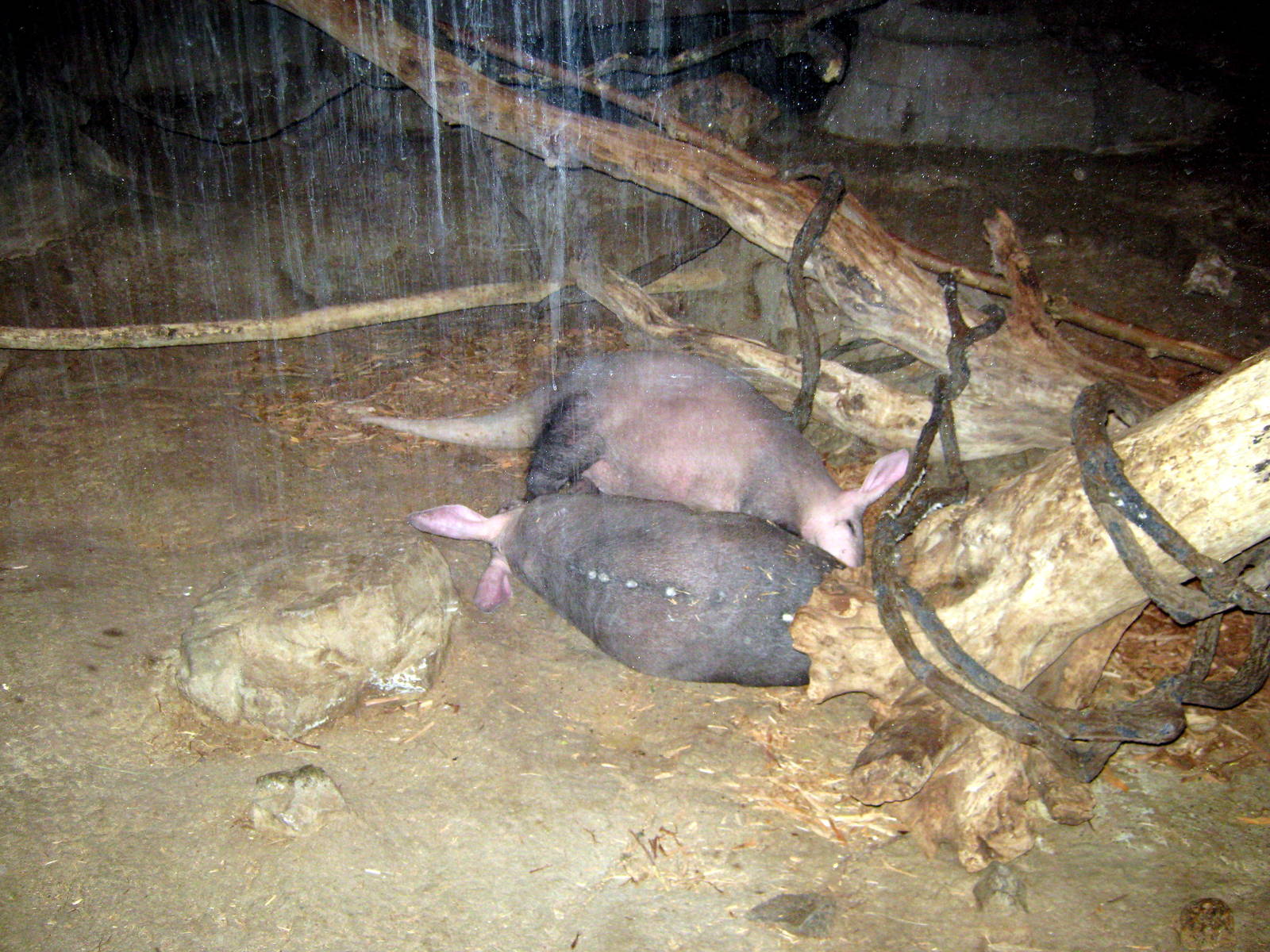 Kingdoms of the Night-Aardvarks