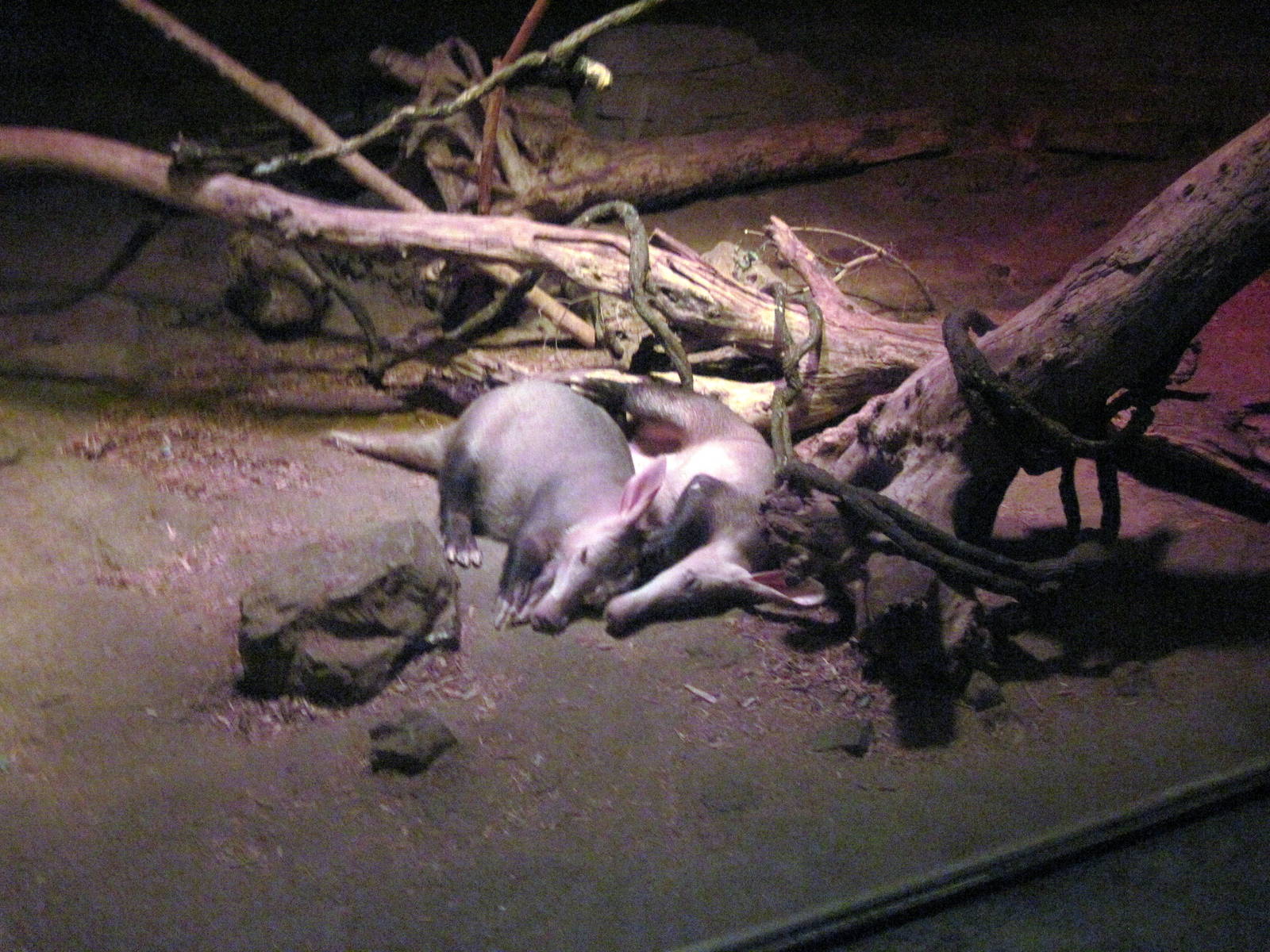 Kingdoms of the Night-Aardvarks