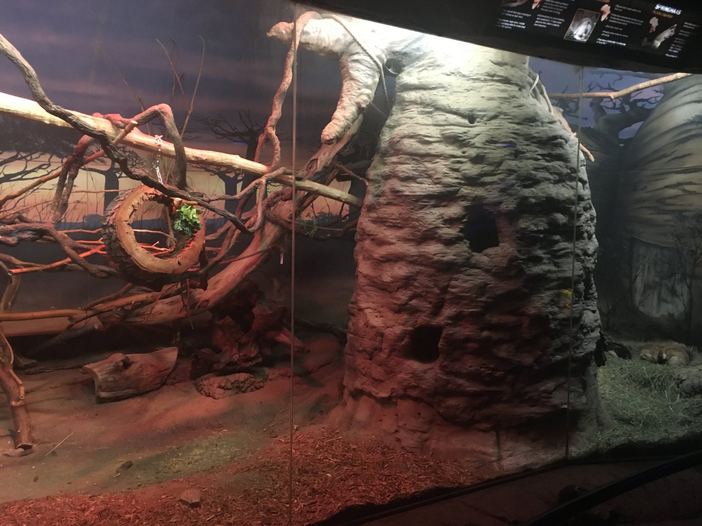 Kingdoms of the Night - Africa Exhibit Part 1 - Lights On