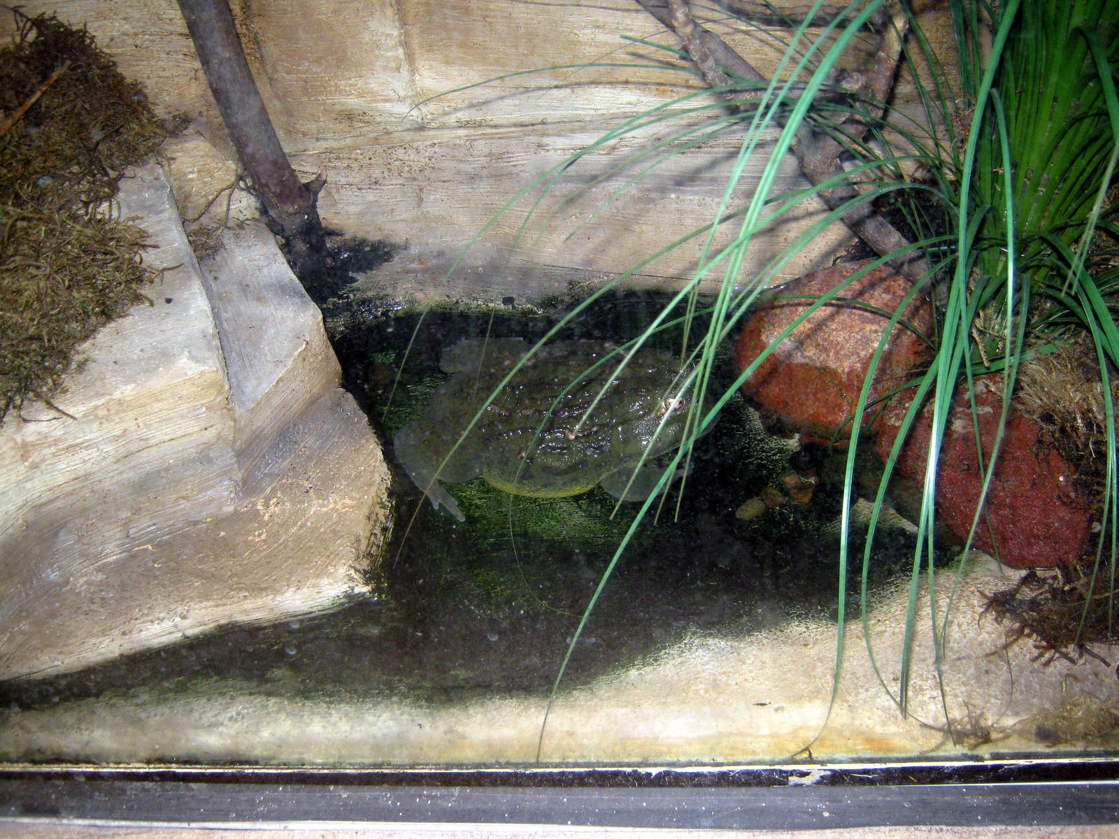 Kingdoms of the Night-African Bullfrog