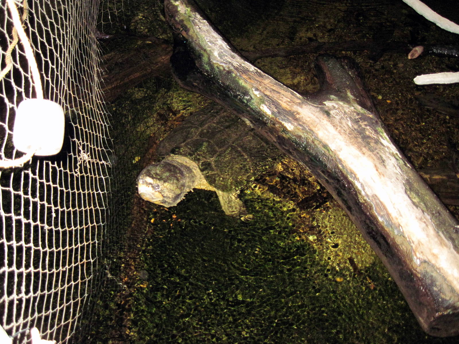 Kingdoms of the Night-Alligator Snapping Turtle