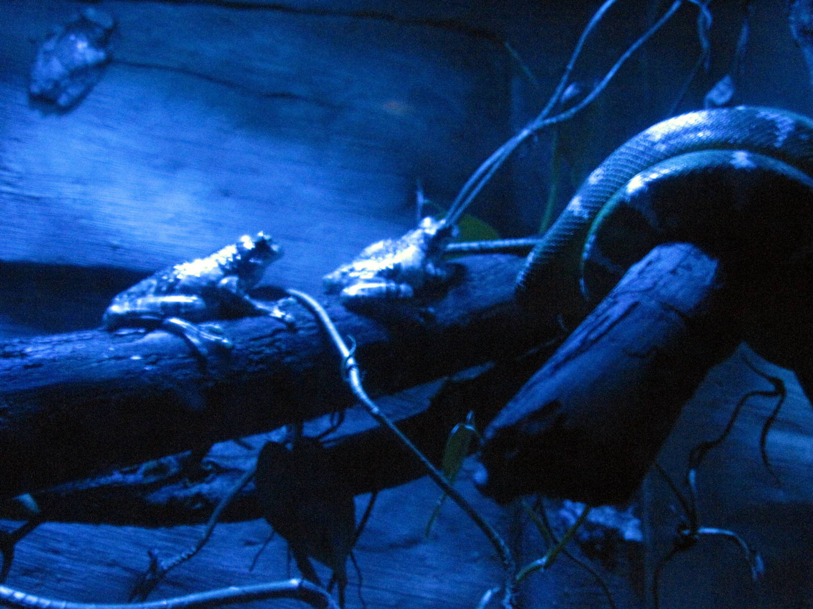 Kingdoms of the Night-Amazon Milky Tree Frog