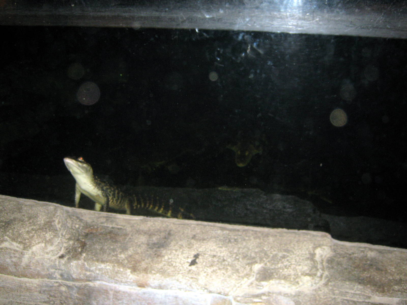 Kingdoms of the Night-American Aliigator