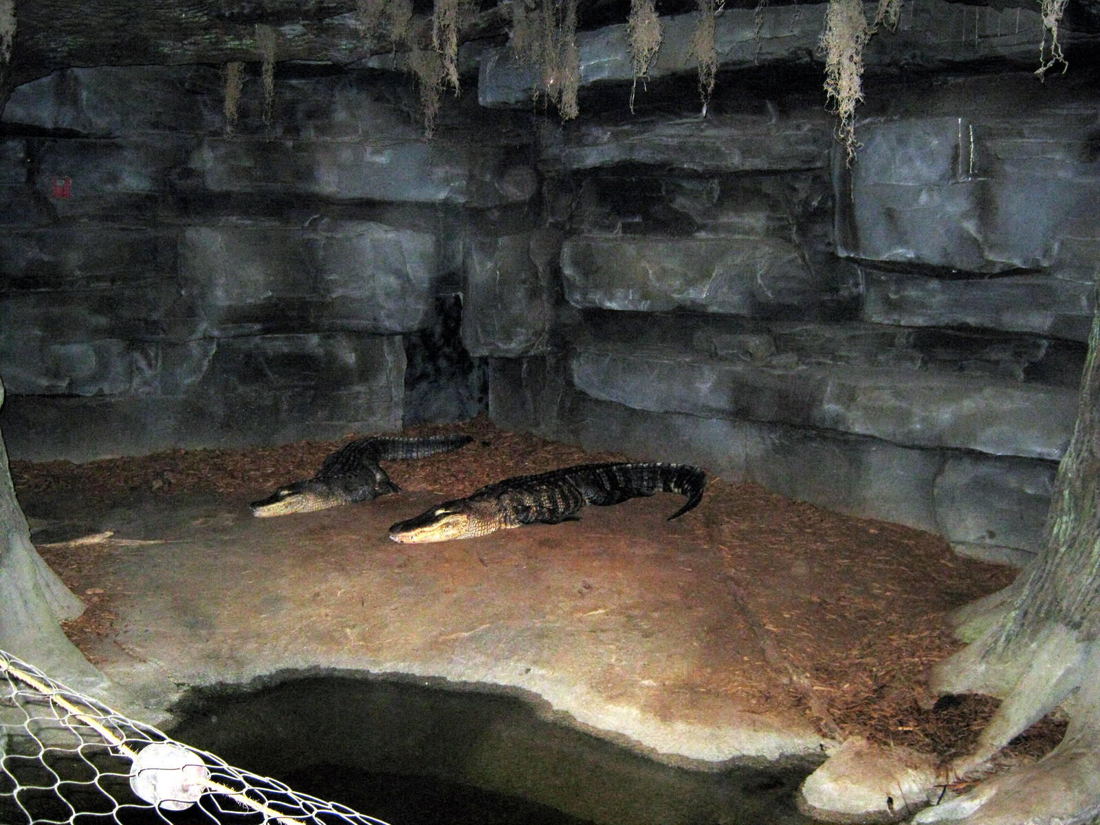 Kingdoms of the Night-American Alligator