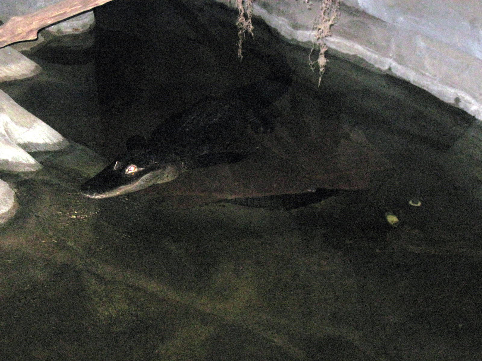 Kingdoms of the Night-American Alligator