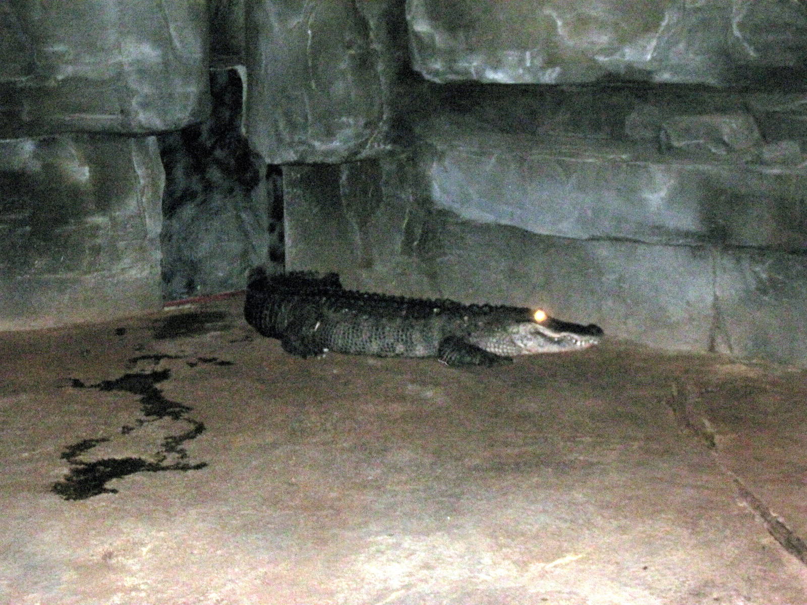 Kingdoms of the Night-American Alligator