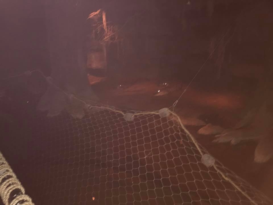 Kingdoms of the Night- American Alligator