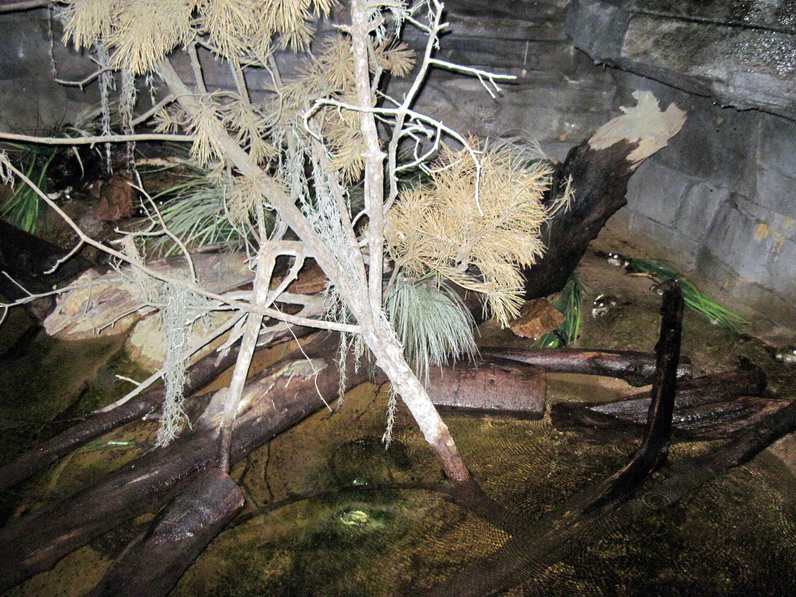 Kingdoms of the Night-American Bullfrog Exhibit