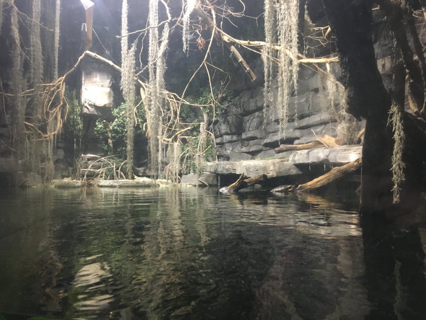 Kingdoms of the Night - American Crocodile Exhibit - Lights On