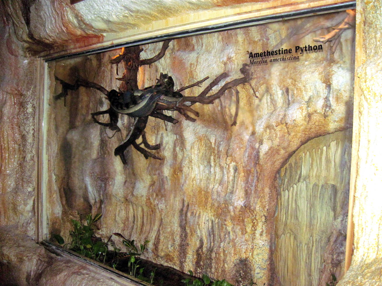 Kingdoms of the Night-Amethystine Python Exhibit