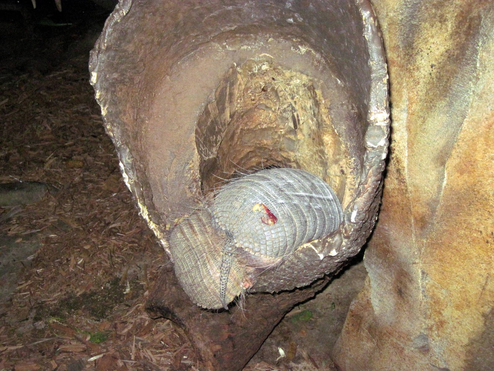 Kingdoms of the Night-Armadillos