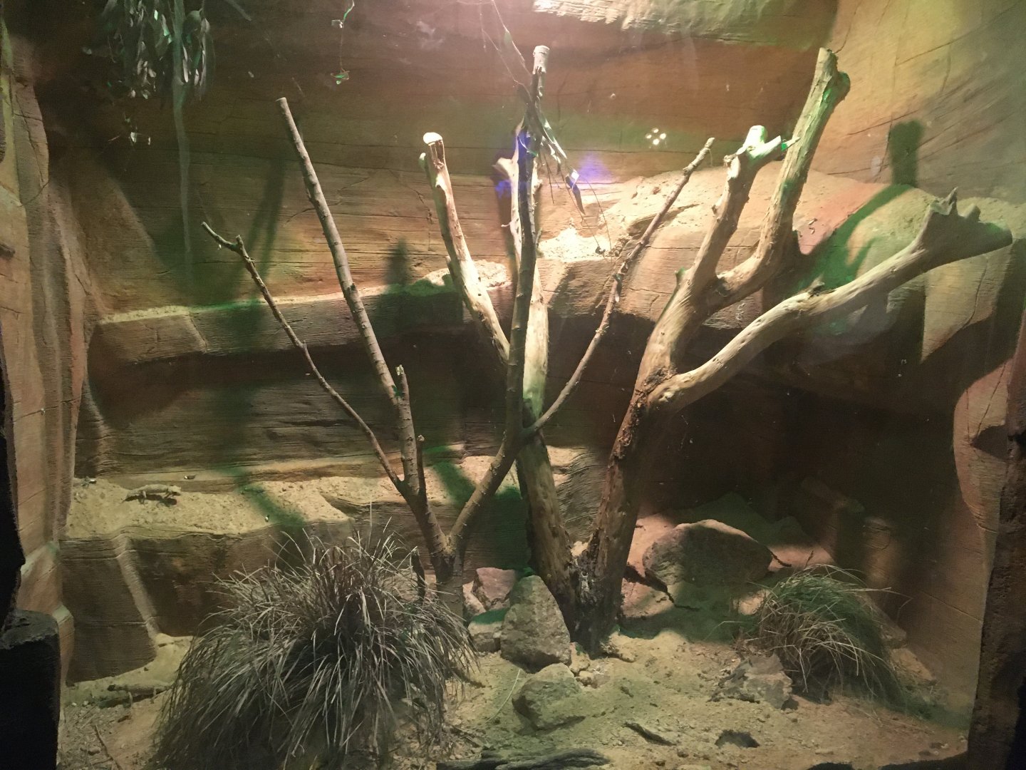 Kingdoms of the Night - Banded Knob Tailed Gecko Exhibit - Lights On