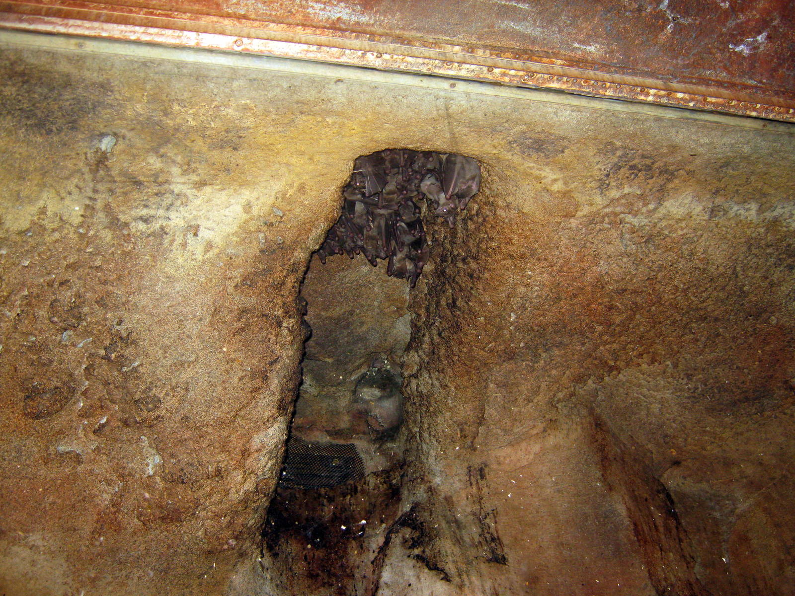 Kingdoms of the Night-Bats