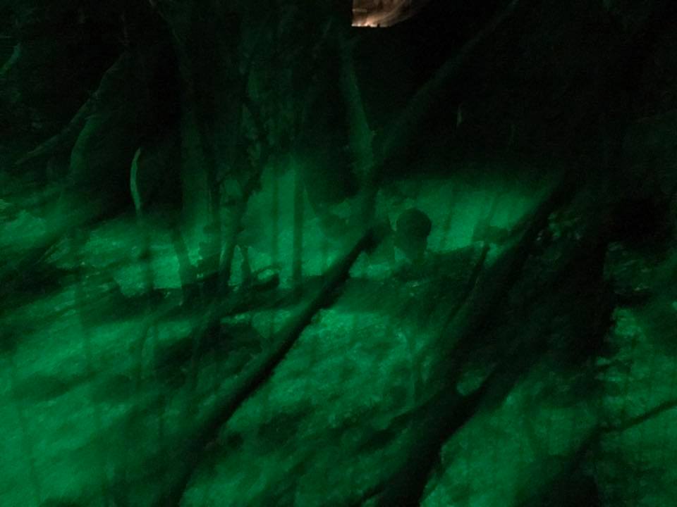 Kingdoms of the Night- Bats