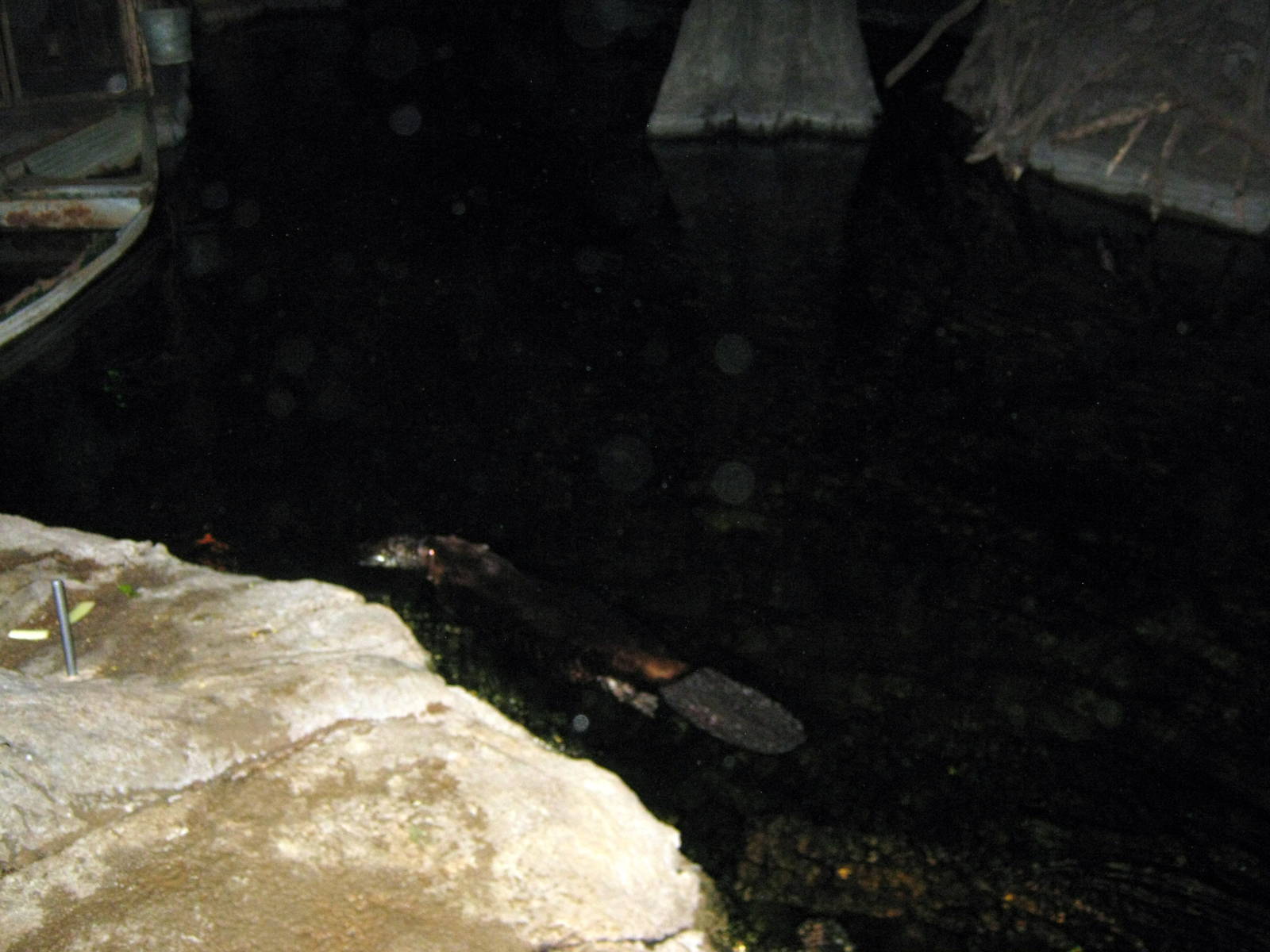 Kingdoms of the Night-Beaver