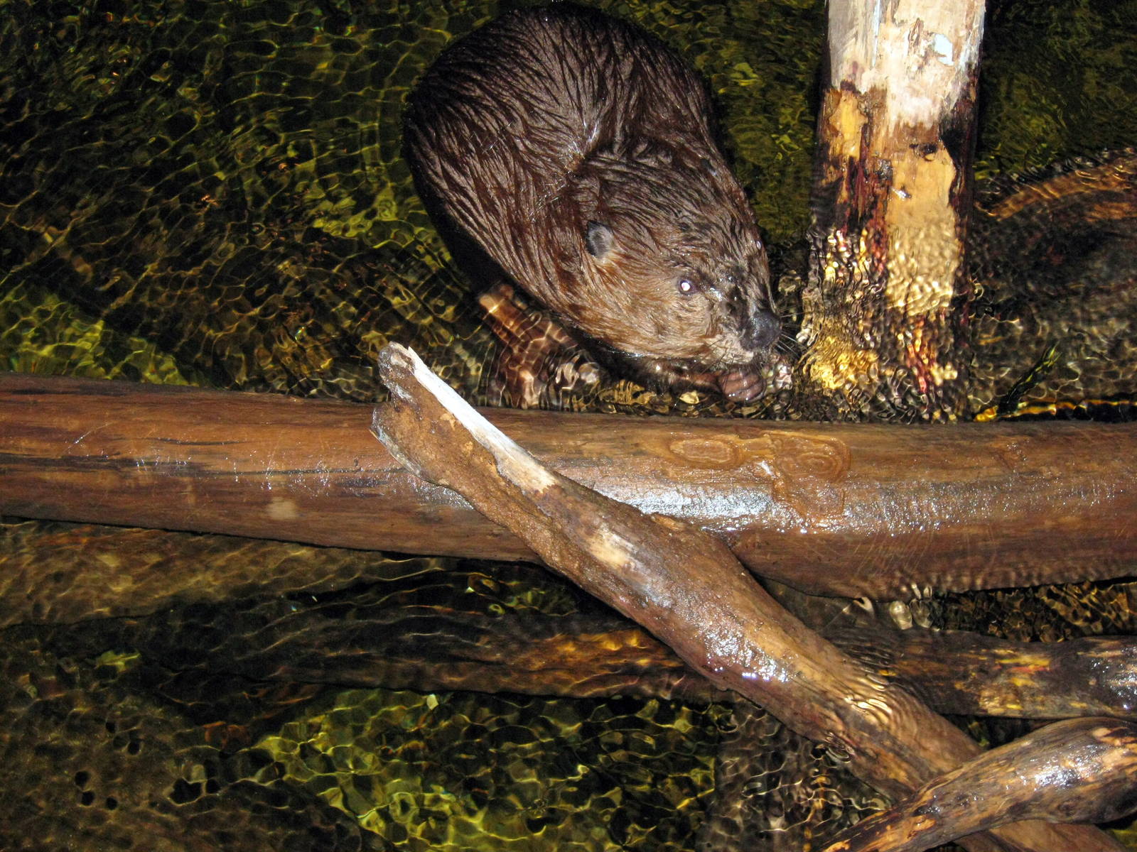 Kingdoms of the Night-Beaver