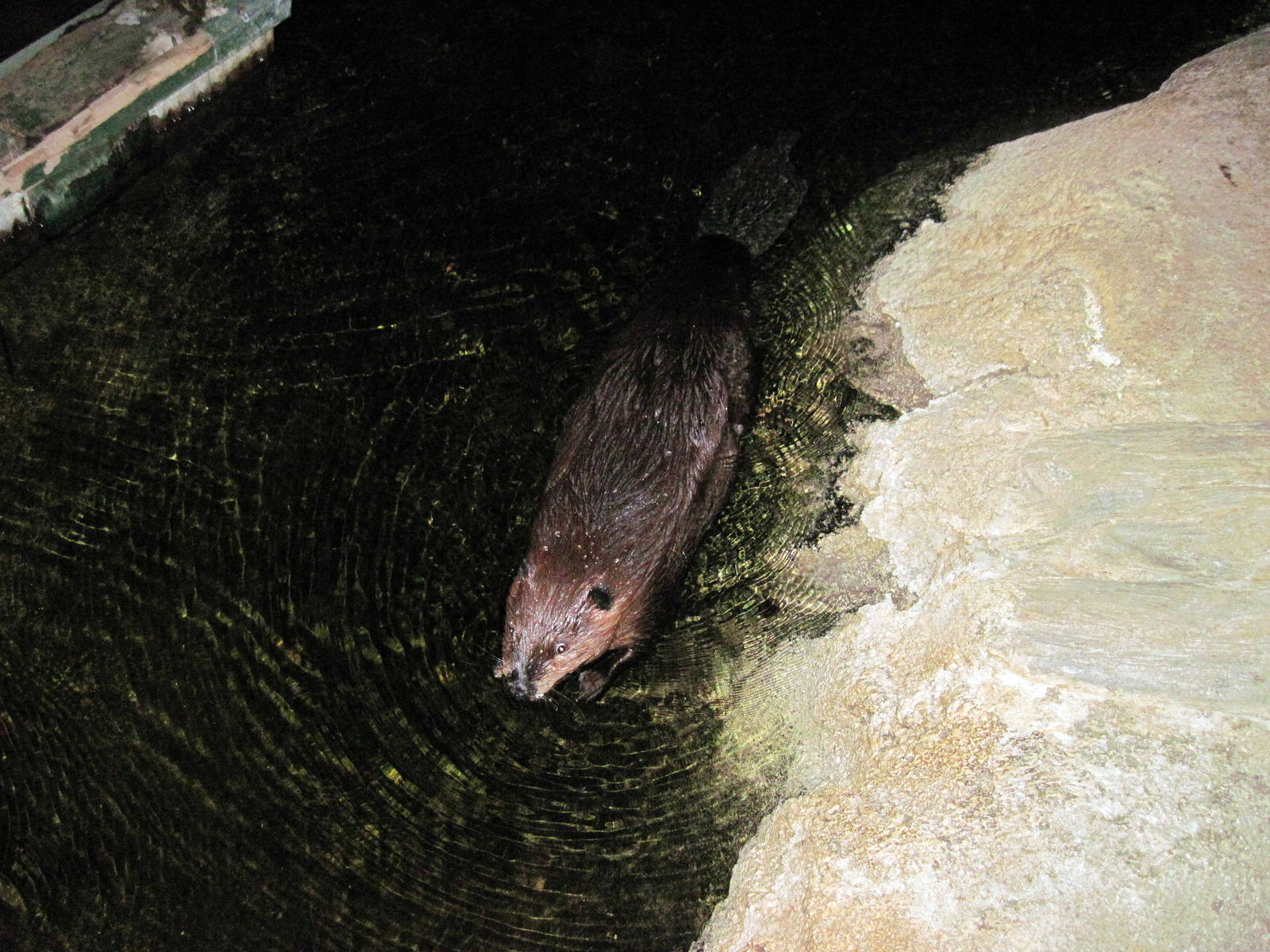 Kingdoms of the Night-Beaver